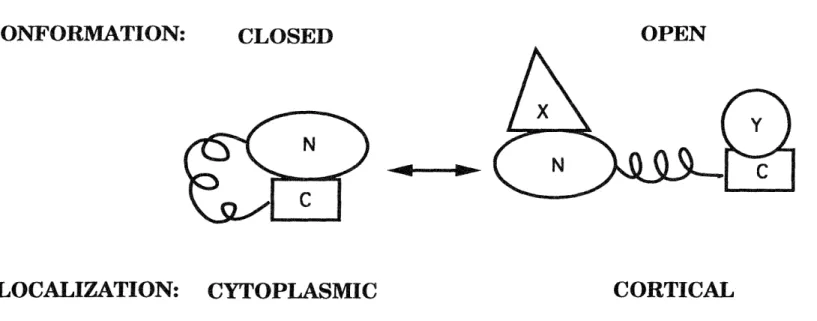 Figure  7-1: A  model for the molecular organization  of radixin