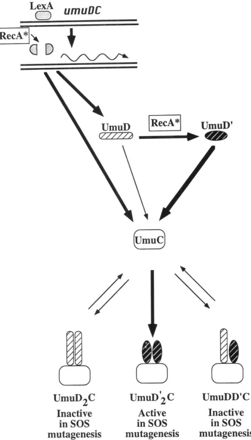 Figure 1.  Regulation  of the  umuDC operon  by LexA  and RecA.  DNA damage results  in the generation  of a signal  that activates  RecA to  RecA*