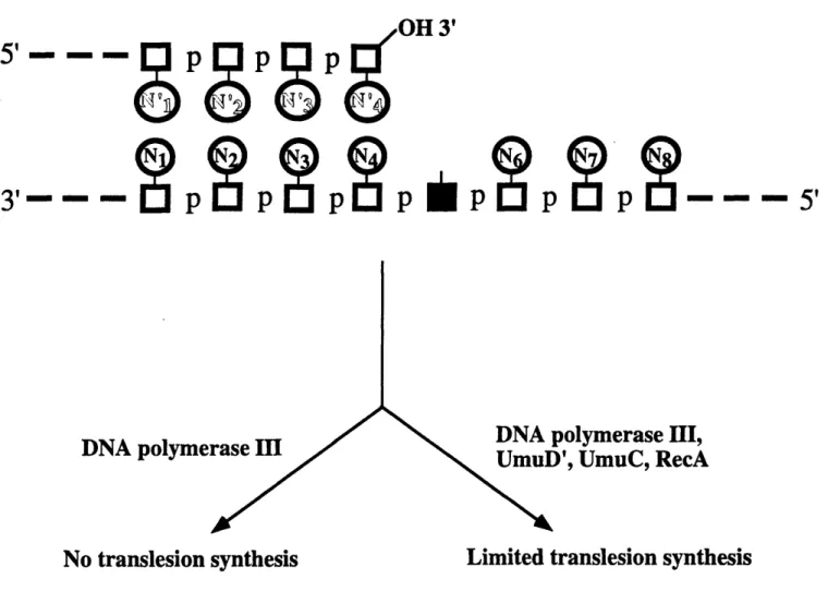 Figure 2.  Model  for mutagenic  bypass of a DNA lesion.  Following the stalling  of DNA