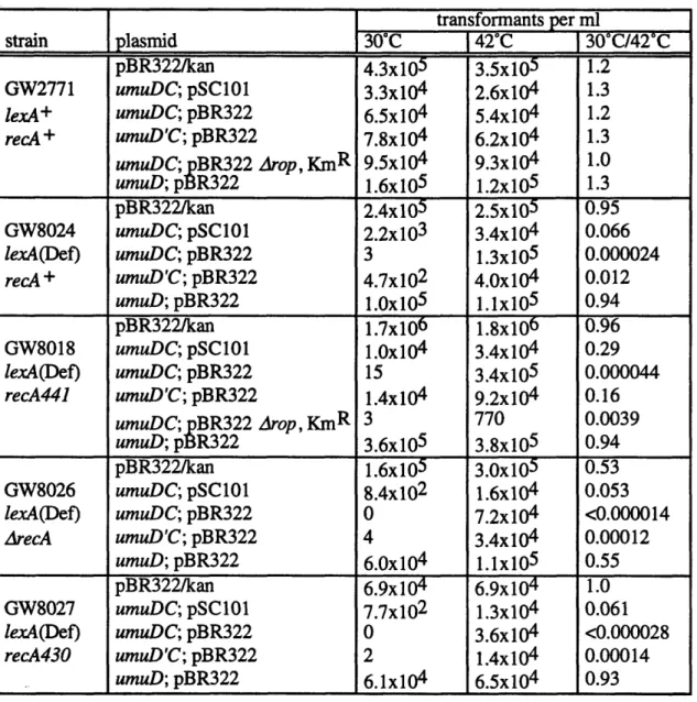 Table  2.  Transformation  efficiency  of umuDC-expressing plasmids in  lexA+  and lexA(Def)  strains, a transformants  per ml strain  plasmid  30&#34;C  42-C  30 0 C/42&#34;C pBR322/kan  4.3x105  3.5x10 5   1.2 GW2771  umuDC; pSC101  3.3x10 4   2.6x10 4  