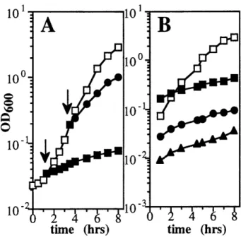 Fig.  1.  umuD + C+-dependent  inhibition  of growth  at 30oC  is  growth-phase  specific
