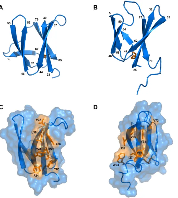 Fig 2. Solution structures of mature AVR-Pia and AVR1-CO39. Cartoon representations of AVR-Pia (A) and (B) AVR1-CO39 highlight the similar β - -sandwich structure of both proteins