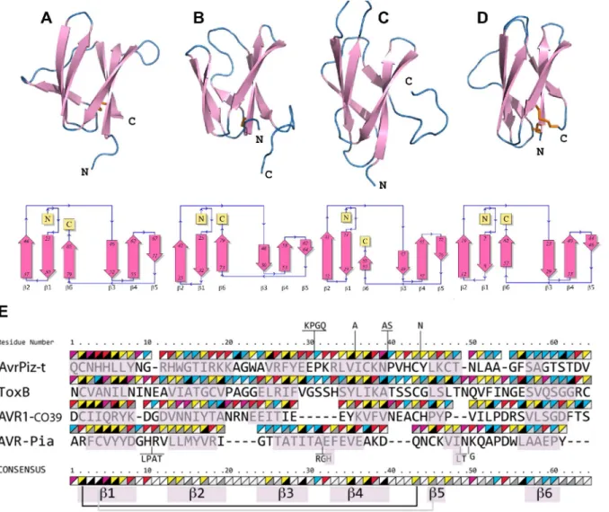 Fig 3. AVR-Pia, AVR1-CO39, AvrPiz-t and ToxB have similar 6 β -sandwich structures. Topology diagrams (lower row) show that AVR-Pia (A), AVR1-CO39 (B), AvrPiz-t (C) and ToxB (D) possess the same fold