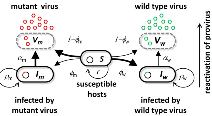 Figure 1. Schematic representation of the bacteriophage l life cycle. Free viral particles of the wild type virus V W (green) and the virulent mutant V M (red) infect susceptible cells S
