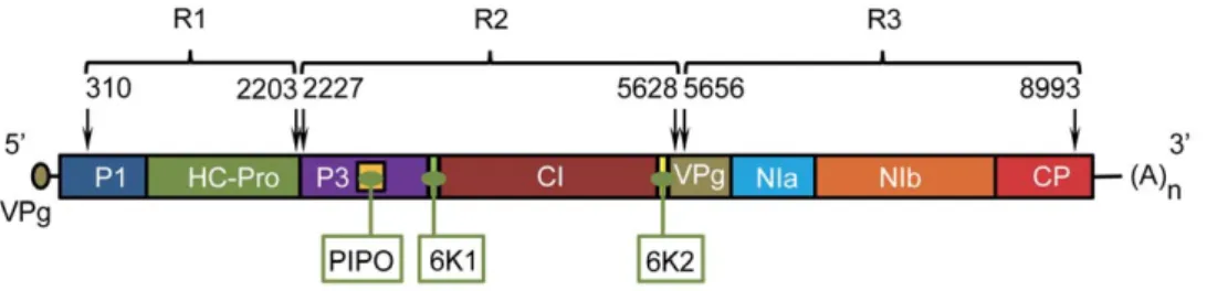 Figure 1. Schematic representation of the PVY genome, including UTR regions and gene distribution