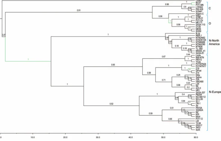 Figure 2. MCC phylogeny of 60 PVY isolates for the R1 region. The tree was calculated from the posterior distribution of trees generated by Bayesian MCMC coalescent analyses with BEAST [55]