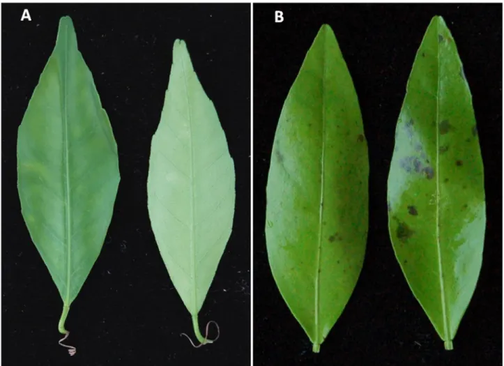 Figure  1.    Leaves  of  resistant  genotype  ‘Willowleaf’  mandarin  (A)  and  susceptible  genotype  ‘Fortune’  mandarin  (B) showing ABS symptoms 48h after inoculation with a suspension of 10 5  conidia·ml -1 