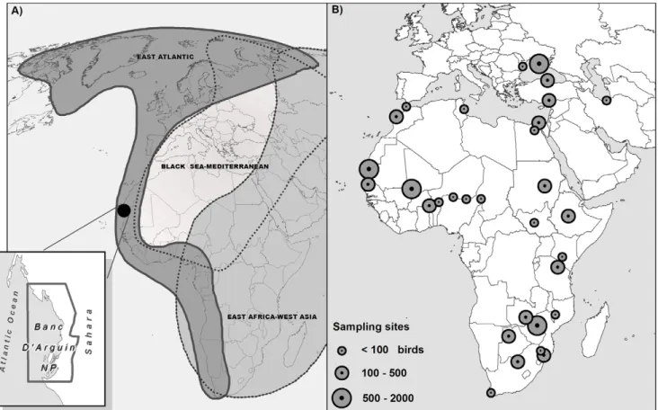 Table 1. Prevalence of AIV infection detected by rRT-PCR in shorebirds sampled at the Banc d’Arguin, Mauritania.