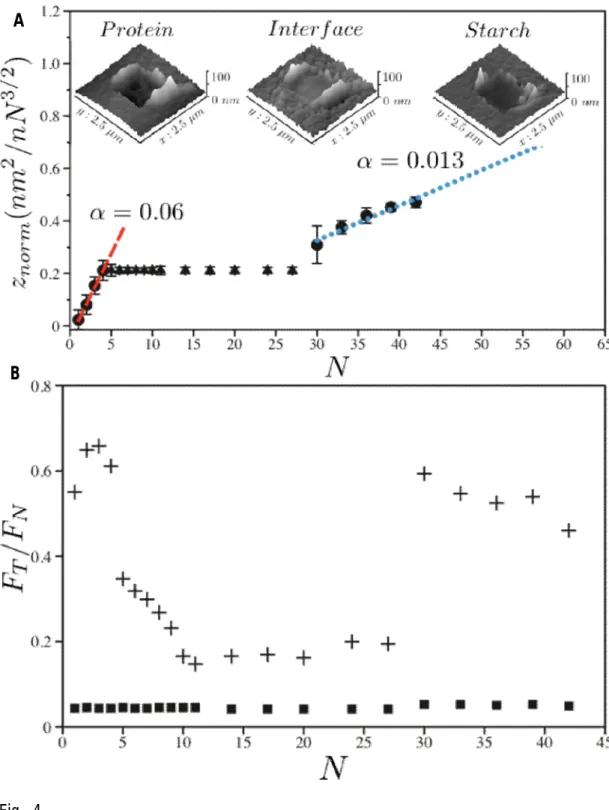 Table  1.Hardness  values  for  protein  and  starch  obtained  from  soft  and  hard  wheat  grain sections and comparison with data obtainedfrom tablets made of pure polymers  using  similar  AFM  abrasion  scratching  assays  [38]