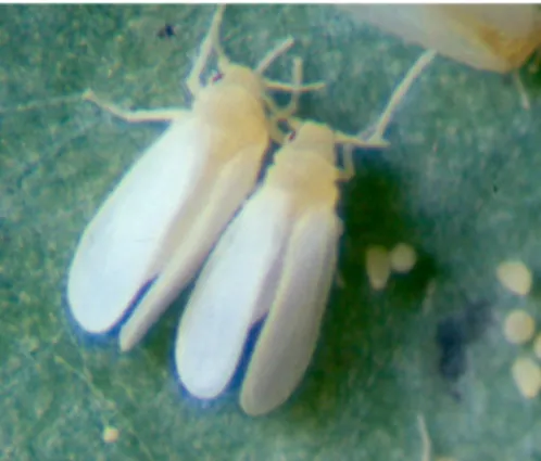Figure 1. Adult Bemisia tabaci and eggs on cabbage (by courtesy of A. Franck (CIRAD), 2000).