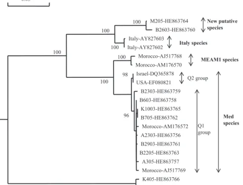 Figure 2. Rooted neighbor-joining tree based on a 587-nucleotide fragment of the mtCOI gene of Bemisia tabaci