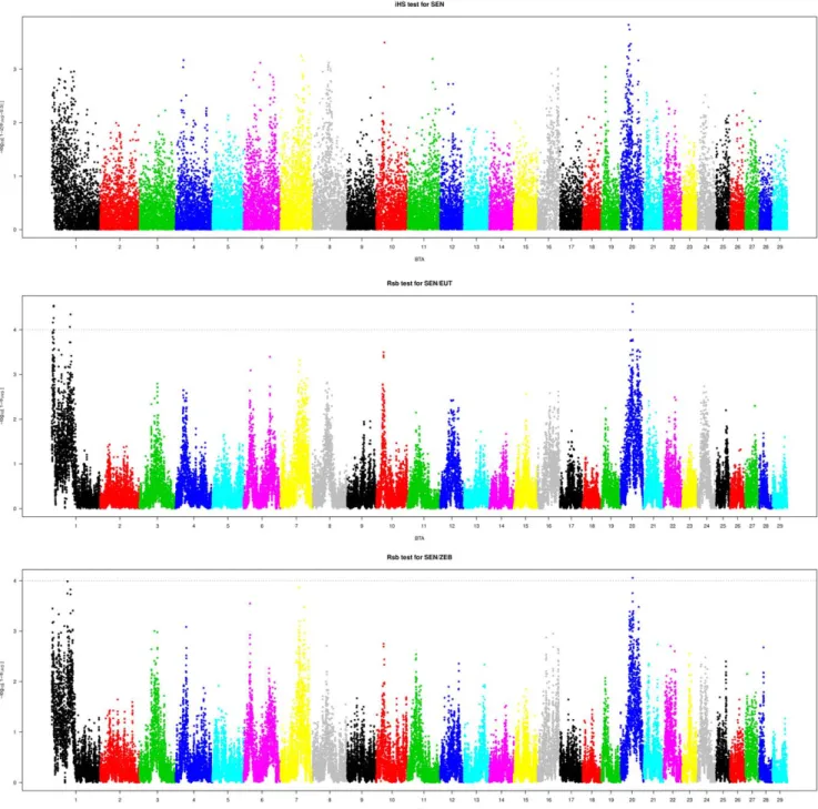 Figure 2. Plots over the genome of the SEN iHS (a) and ZEB/SEN (b) and EUT/CGU (c) Rsb scores for each SNP.