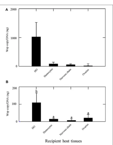 FIGURE 2 | Quantification of Wolbachia [wsp copy/DNA (ng)] in asymbiotic recipient animals 15 days after their transinfection (A) by injection of hemolymph from symbiotic animals (B) by transplantation of HOs from symbiotic animals