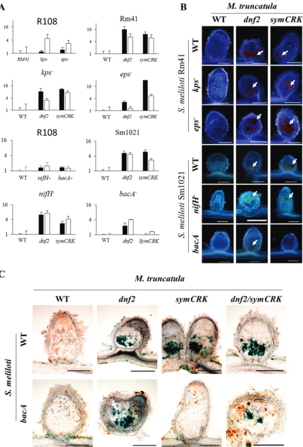 Fig. 2.  DNF2, bacA and SymCRK act successively during the symbiotic process. (A) Development of defence reactions was investigated in nodules  by evaluating the expression of defence-related genes PR10 and NDR1