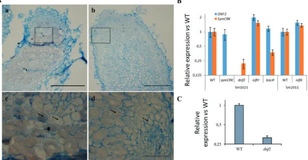 Fig. 3.  SymCRK is expressed in infected cells. (A) Expression of SymCRK was investigated using in situ hybridization and (B, C) RT-qPCR