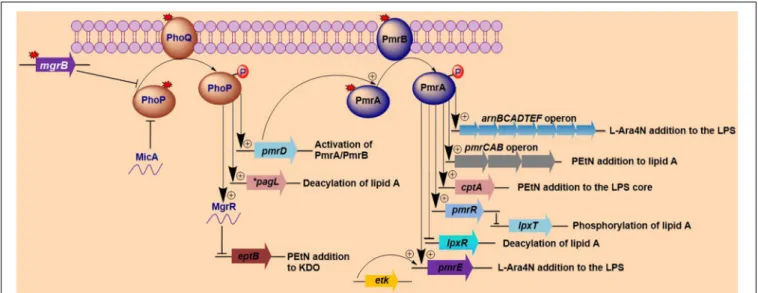 FIGURE 1 | Activation of lipopolysaccharide-modifying genes involved in polymyxin resistance in Gram-negative bacteria