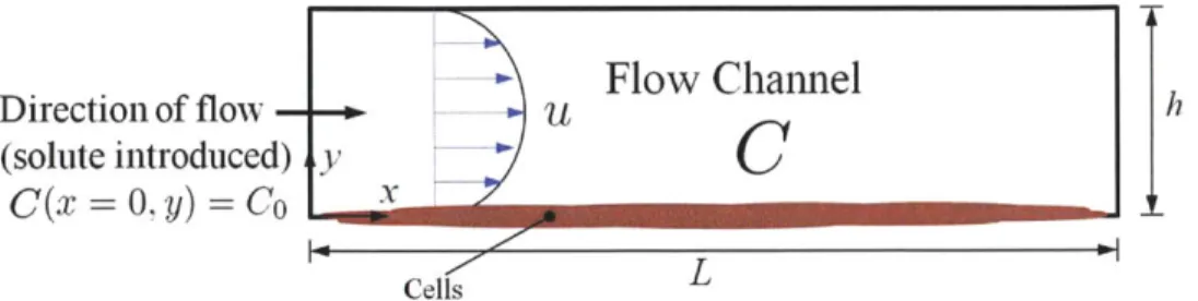 Figure  2-1:  Cross-sectional  geometry  and  geometrical  parameters  of  (a)  single channel  and  (b)  monoculture  bilayer  device  constructs