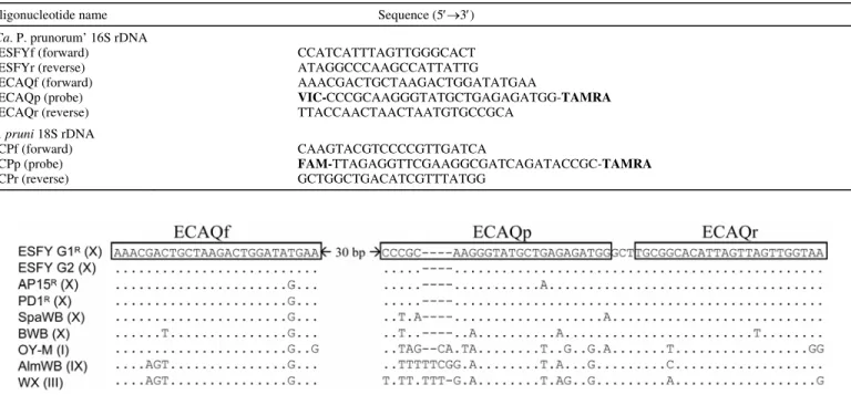 TABLE 1. Primers and probes for the detection and quantification of ‘Candidatus Phytoplasma prunorum’ and Cacopsylla pruni targets  Oligonucleotide name                                                                   Sequence (5′→3′) 