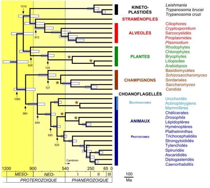 Figure 3. 928 729 PLANTES 100 Ma1010872  KINETO-PLASTIDÉSALVEOLÉS