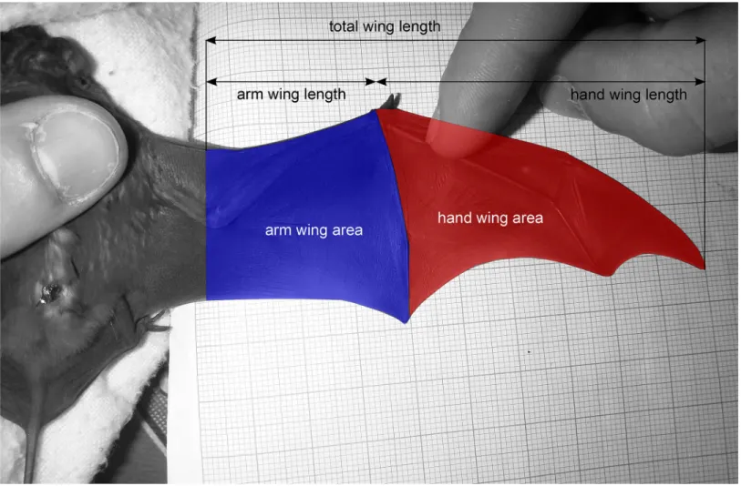 Fig 1. Right wing of a Molossus molossus showing areas used to analyze wing shape.