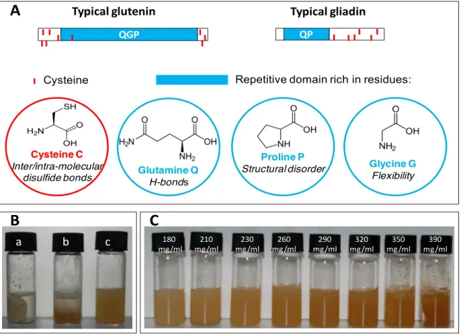 Figure 1: Gluten proteins and samples 