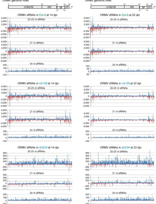 Fig. 3. Single-nucleotide resolution maps of 20-25 nt viral siRNAs from ORMV-infected A
