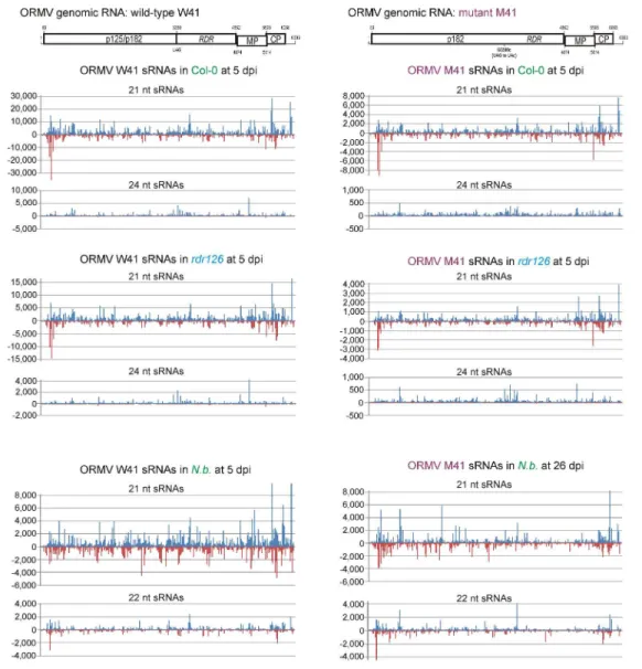 Fig. 5. Single-nucleotide resolution maps of 20-25 nt viral siRNAs from virus (W41, or M41)-infected A