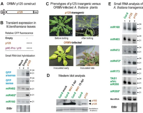 Fig. 7. Transgenic expression of p125 alone partially recapitulates viral disease symptoms and the impact of  viral infection on plant sRNAs