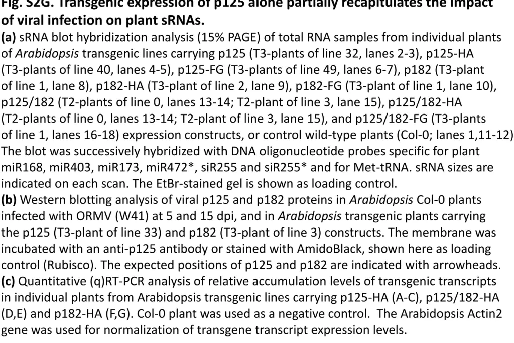 Fig. S2G. Transgenic expression of p125 alone partially recapitulates the impact   of viral infection on plant sRNAs