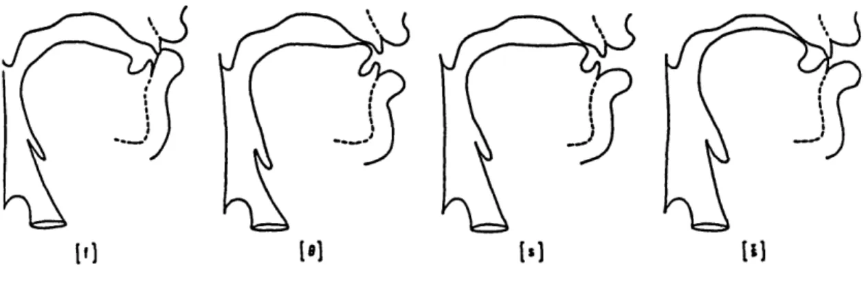 Figure  2.1:  Midsagittal  cross-sections  of a  vocal  tract  configured  to  distinguish  be- be-tween  English  fricatives  according  to  the  location  of  the  consonantal  constriction: