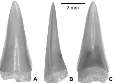 Fig 7. Hydrocynus sp. tooth from the upper Bartonian deposits in Dur At-Talah, Libya (DT-2009-O-4).