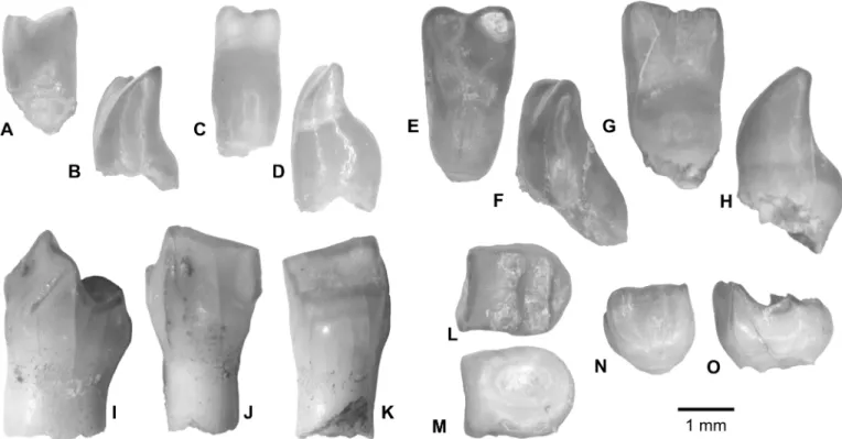 Fig 8. ? Characiform multicuspidate teeth from the upper Bartonian deposits in Dur At-Talah, Libya