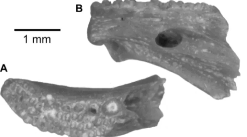 Fig 9. Parachanna sp. jaw from the upper Bartonian deposits in Dur At-Talah, Libya. Anterior fragment of a left dentary (DT-2009-O-4), in, A, occlusal and, B, lateral views