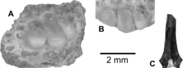 Fig 10. Cichlid remains from the upper Bartonian deposits in Dur At-Talah, Libya. A, B, left lower pharyngeal jaw fragment (DT-2009-O-4), A, in postero-median view, and, B, detail of the remaining teeth in occlusal view; C, median fin spine in anterior vie