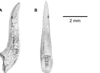 Fig 11. Indeterminate fish tooth from the upper Bartonian deposits in Dur At-Talah, Libya