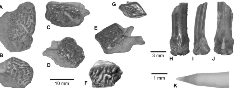 Fig 3. Polypterus sp. remains from the upper Bartonian deposits in Dur At-Talah, Libya