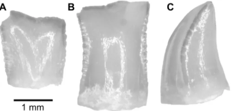 Fig 4. Gymnarchus sp. teeth from the upper Bartonian deposits in Dur At-Talah, Libya (DT-2009-O-5).