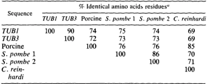 TABLE  1.  a-Tubulin protein  sequence comparisons