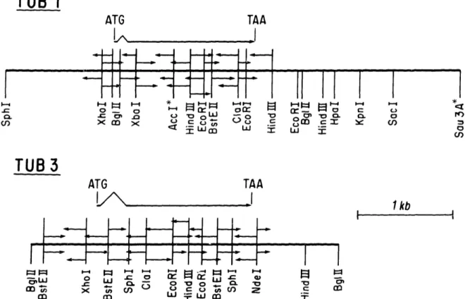 FIG.  1.  Restriction  enzyme  maps,  sequencing  strategies,  and  open  reading  frames  in the  ax-tubulin gene  regions
