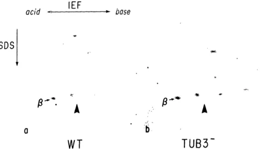 FIG.  6.  Two-dimensional  gel analysis  of  yeast  tubulin.  Yeast  cells were  labeled  with  [ 35 S]methionine,  and the  tubulin  was  fractionated  into unassembled  and  assembled  pools  (44)
