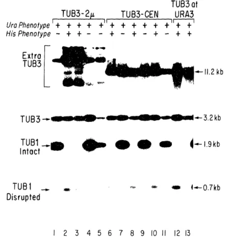 FIG.  3.  Gel  transfer  hybridization  of  total  yeast  DNA  from  strains  heterozygous  for  the  tubl::HlS3  insertion-deletion  construction transformed  with  plasmids  containing  extra  copies  of  TUB3