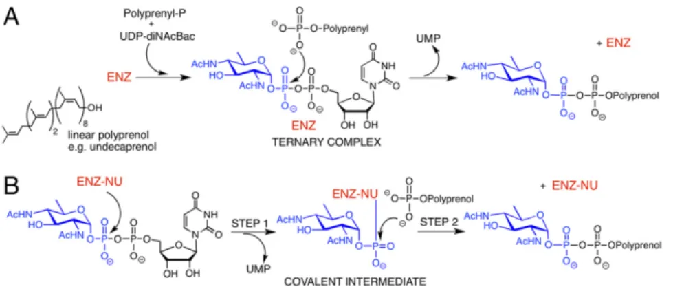 Fig. 1. Potential mechanisms of PglC, a prototypic dual domain PGT. (A) The sequential mechanism  in-volves formation of a noncovalent ternary complex featuring both substrates