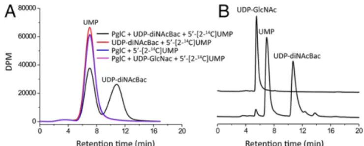Fig. 3. Radioactivity-based UMP-exchange assays. (A) Incubation of 10 μ M PglC with 100 μ M UDP-diNAcBac in the presence of exogenous 100 μ M 5 ′ -[2- 14 C] UMP led to incorporation of ∼ 50% radioactivity of 5 ′ -[2- 14 C] UMP into UDP-diNAcBac (black)