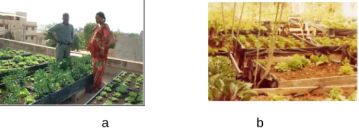 Figure 6. micro-gardens in Dakar: visual aspect of a roof in Dakar (a) and containers (b)