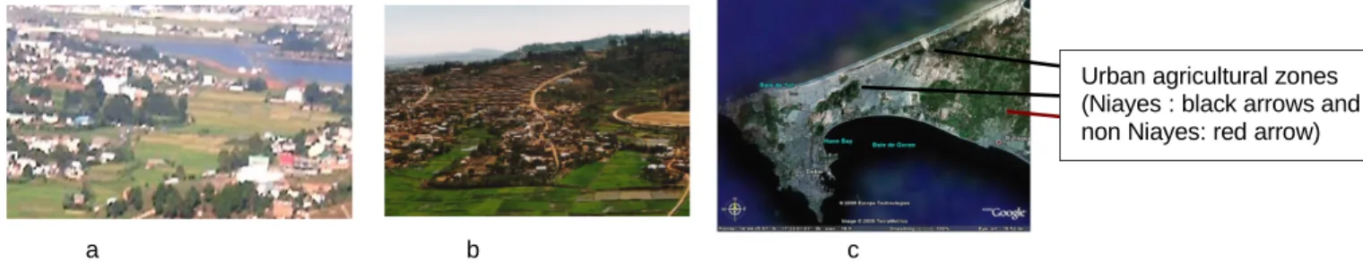 Figure 1. Urban agriculture in Antananarivo (a, b) and in Dakar (c)