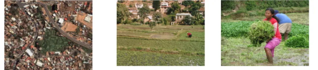 Figure 3. An intraurban lowland with watercress