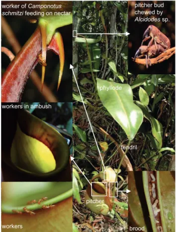 Fig. 1). These plant-ants have never been found in host-plants other than N. bicalcarata