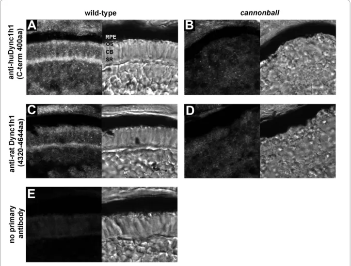 Figure 6 Immunolocalization of Dync1h1 in developing photoreceptors. (A-E) Cryosections of the photoreceptor layer from wild-type retina (A,  C, E) or cnb mutant retina (B, D) each at 4 dpf
