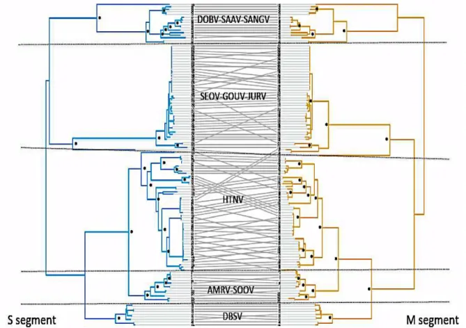 Figure 1. Tanglegram of the two phylogenetic trees based on analyses of segments M and S