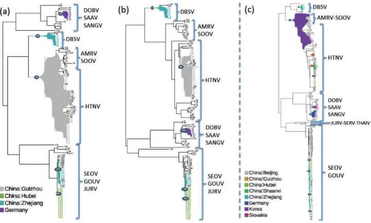 Figure  3.  Detection  of  phylotypes  (subsets  of  taxa  with  close  phylogenetic  relationships  and common geographic trait values) among the phylogenies of M (a) and S, for the small  dataset  (b)  and  for  the  large  dataset  (c),  segments  of  m